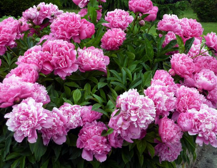 Peonies Planting Growing And Caring For Peonies The Old Farmer S Almanac